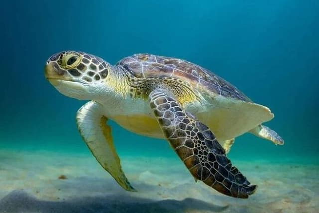 Tulum Ruins, Sea Turtle Snorkeling in Akumal & Cenote and Lunch