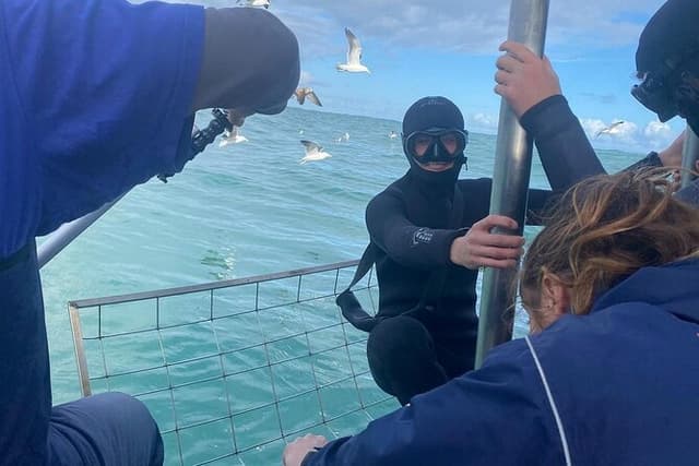 Shark Cage Experience with transport from Cape Town