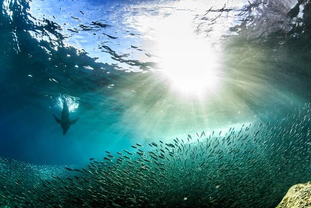 Full-Day Tour Nature Experience at Isla Espiritu Santo! Sea Lions