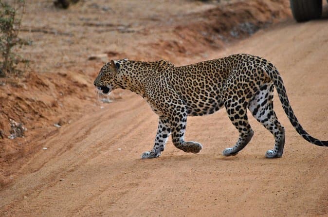 Top-Rated Yala Safari Tours from Bentota