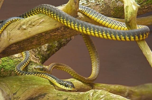 Explore Lawnwood Snake Sanctuary Ticket Tour