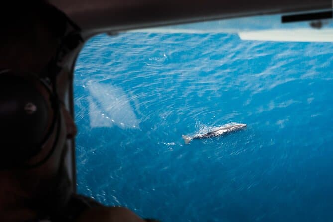 Kaikoura Whale Watching Flight
