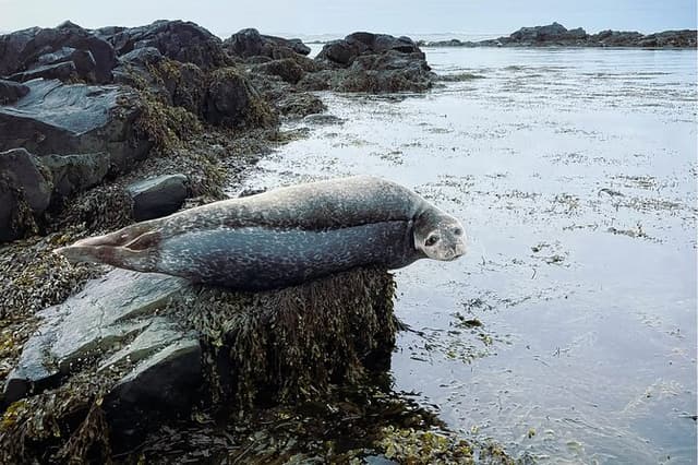 4 Hour Isafjordur and Dynjandi Tour With Photo Stops