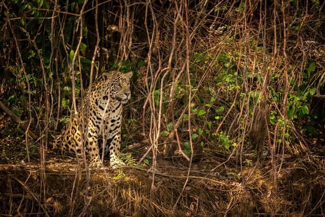 2-Days Wilderness Escape to Pench National Park from Nagpur