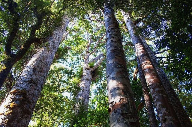 Guided Puketi Kauri Forest Tour in Bay of Islands