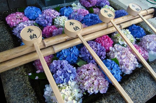 Kyoto Private Hydrangea Tour by Car and Rail