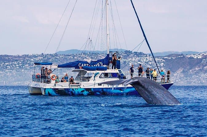 Compare Top Dana Point Whale Watching Experiences