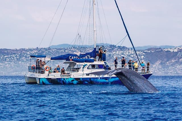 Dana Point Dolphin and Whale Watching with Underwater Viewing