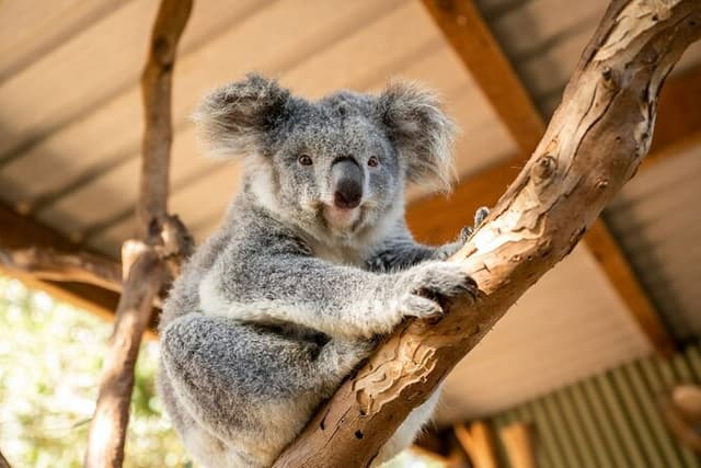 Blue Mountains Deluxe Small Group Half or Full Day Discovery Tour