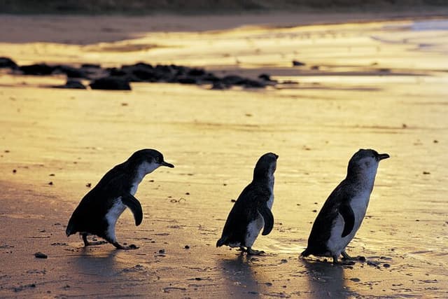 Luxury Phillip Island Tour with hotel pick up & max 10 people