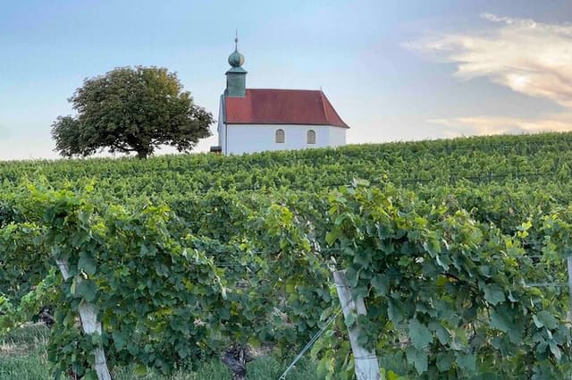 Wine art in perfection Burgenland icon wines
