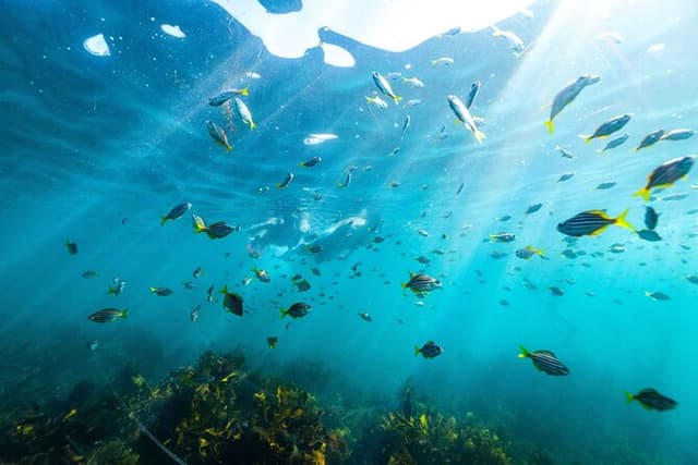 Private Sydney Snorkeling Experience: Explore Cabbage Tree Bay