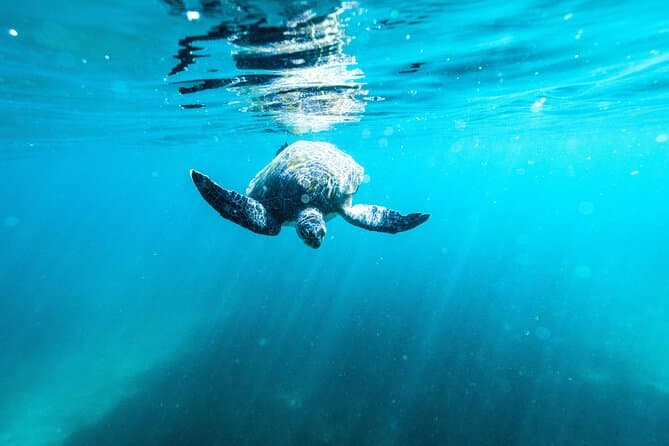 Best Manly Snorkeling Experiences & Sydney Ocean Tours