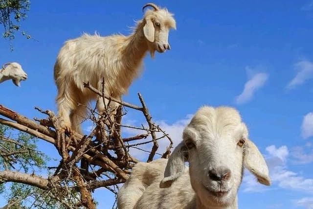Crocoparc and Goat Climbing the Tree Agadir