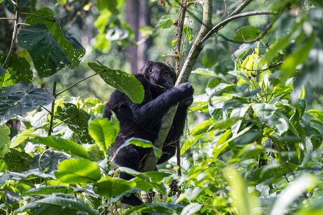 From Kigali: 1-Day Uganda Gorilla tracking experience