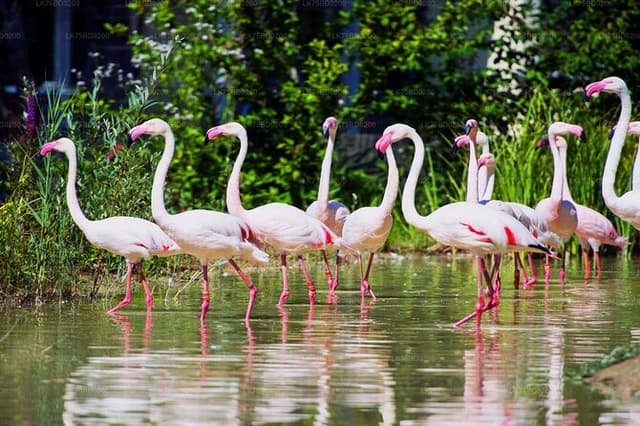 Bundala Safari (Bird Watching) Day Trip - Private & All Inclusive