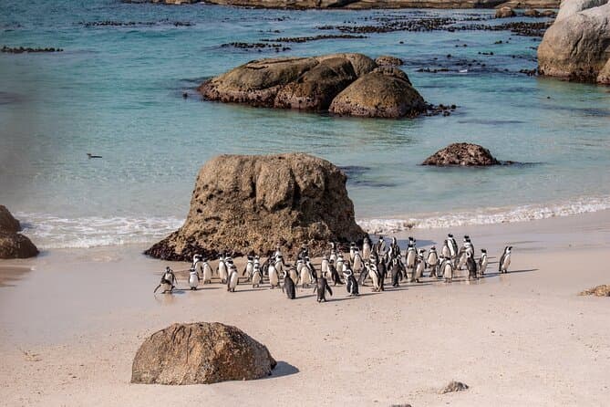 Best Cape of Good Hope & African Penguin Tours in Cape Town