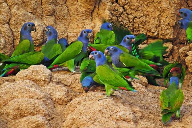 Manu National Park Tour