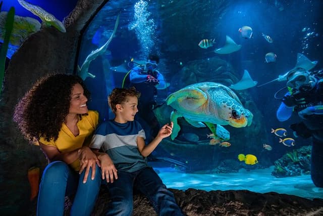 SEA LIFE Orlando Aquarium Admission Ticket at ICON Park