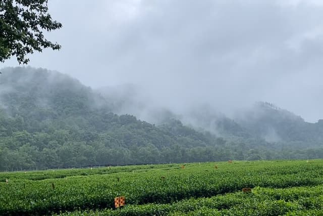 Hangzhou Tea Culture Tour