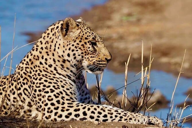 Luxury Wildlife Safari & Gourmet Dinner in Hazyview