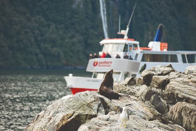 Milford Sound Coach and Extended Cruise from Te Anau