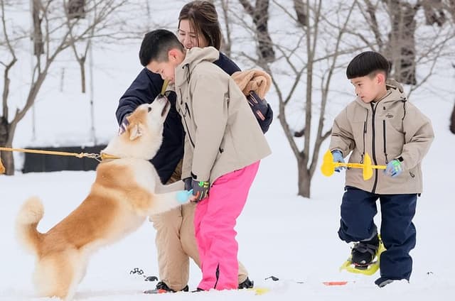 Snowshoe Experience in Akita Yuzawa Winter Park with an Akita Dog
