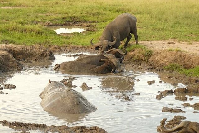 10-Day Safari Holiday in Uganda Including Gorilla Trekking