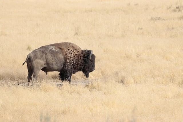 Private Antelope Island State Park Tour