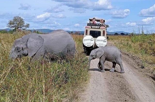 Zanzibar to Mikumi Safari 1 Night with Airport pick‑up
