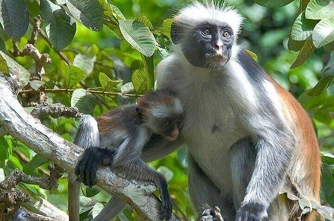 Compare Top Jozani Forest Tours in Zanzibar City