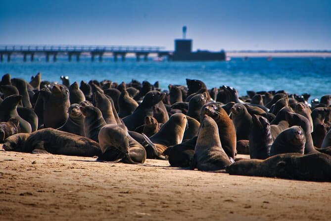 Unforgettable Seal Colony Encounters in Walvis Bay