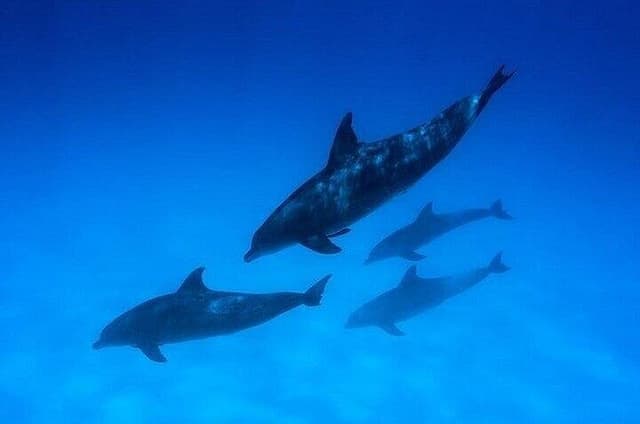 Dolphin Watching Half-Day Snorkeling Trip with Transfer- Zanzibar