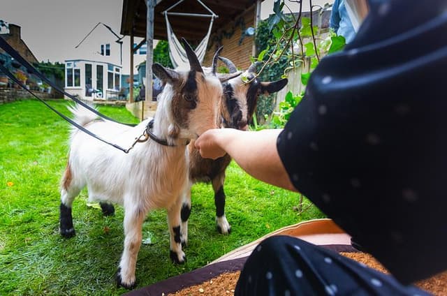 Pygmy Goat Walk