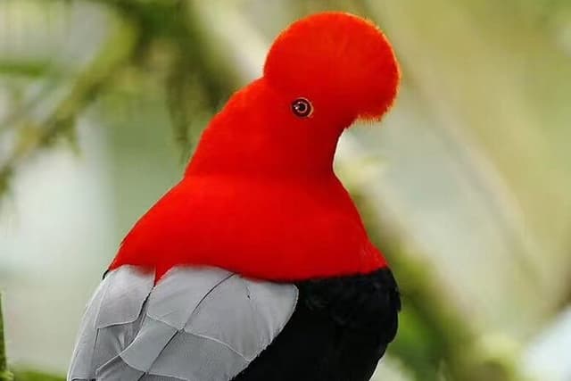 Mindo Birdwatching Discover the Hidden Wonders of Ecuador