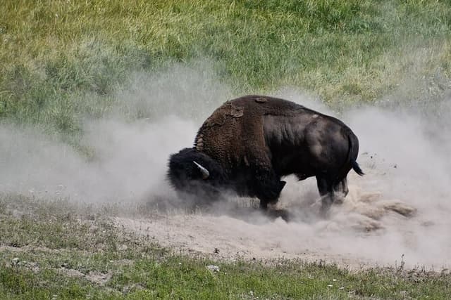 Private Guided Tour in Yellowstone National Park
