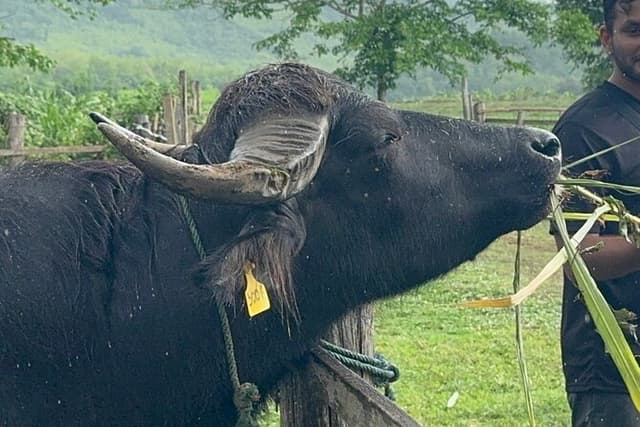 Laos Buffalo Dairy Tours Interact, Learn and Taste Fresh Flavors