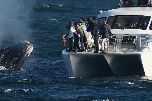 Hermanus Whale Watching, Penguins & Wine Tasting from Cape Town