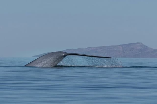 Whale Watching Adventure in Loretos Sea of Cortez