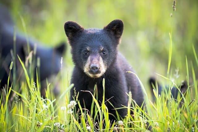Whistler Bear Tour