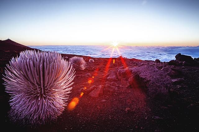 Maui Upcountry Drive, Haleakala NP & Ocean Vodka Distillery Tour