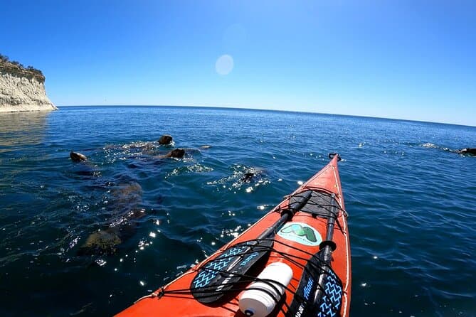 Unforgettable Sea Lion Snorkeling in Puerto Madryn