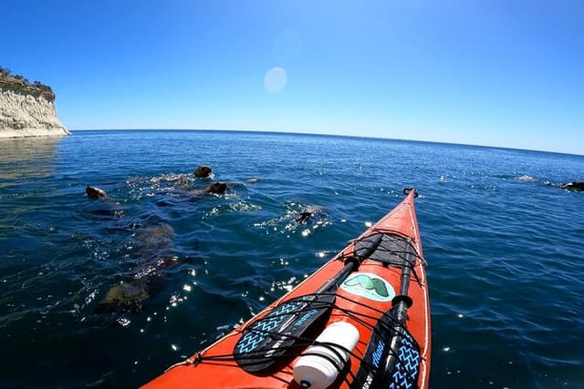 Kayak Paddling Experience with Sea Lions in Puerto Madryn