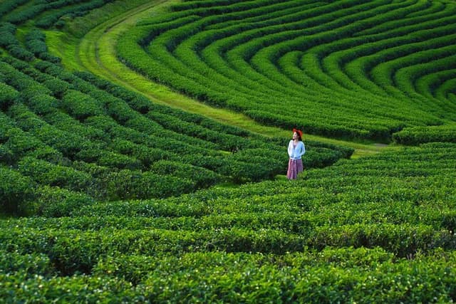 Private Choui Fong and Golden Triangle Explorer from Chiang Rai