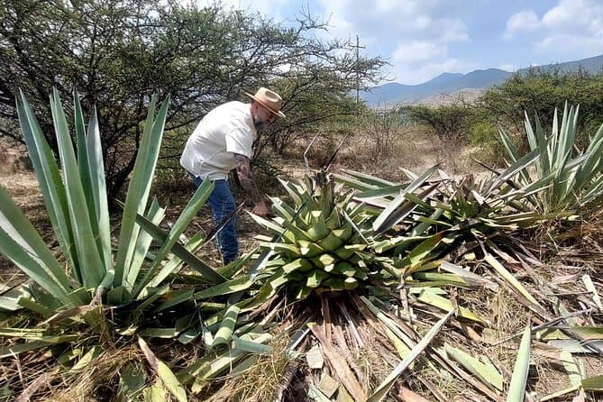 Authentic Mezcal Tasting Experiences in Oaxaca City