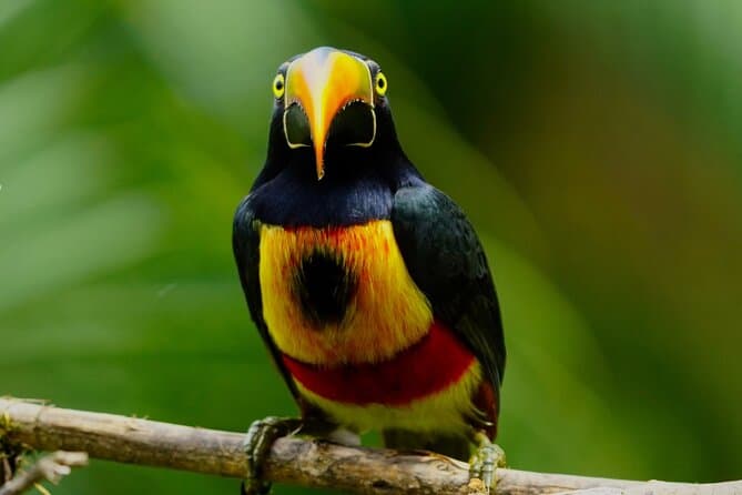 Best Quepos Birdwatching Tours & Wildlife Guides