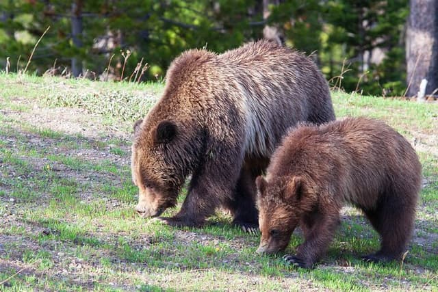 Yellowstone Wildlife Safari in Lamar Valley from West Yellowstone