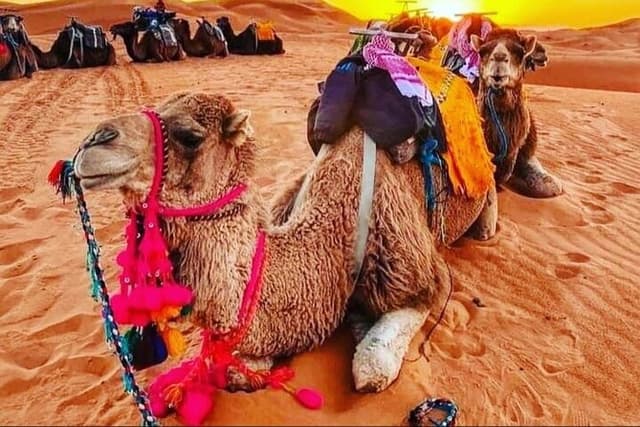 Merzouga Desert – Camel Ride & Overnight in the Camp