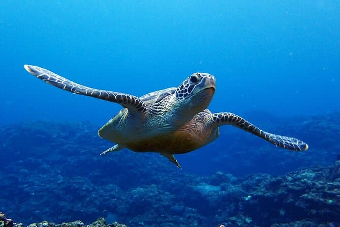 Best Snorkeling Tours & Marine Adventures in Ishigaki
