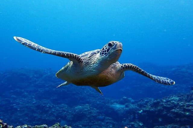 Turtle Snorkeling in Ishigaki - Fluent English! Small Group!